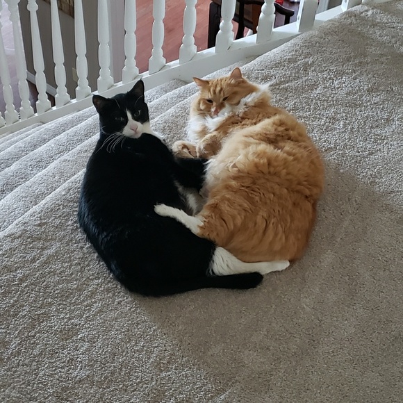 Meet your Posher, Barb - Picture 1 of 1